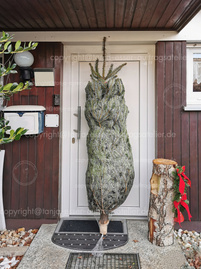 Weihnachtsbaum Lieferung | A real Christmas tree is on the doorstep. Delivery of a fir tree in a net to home.