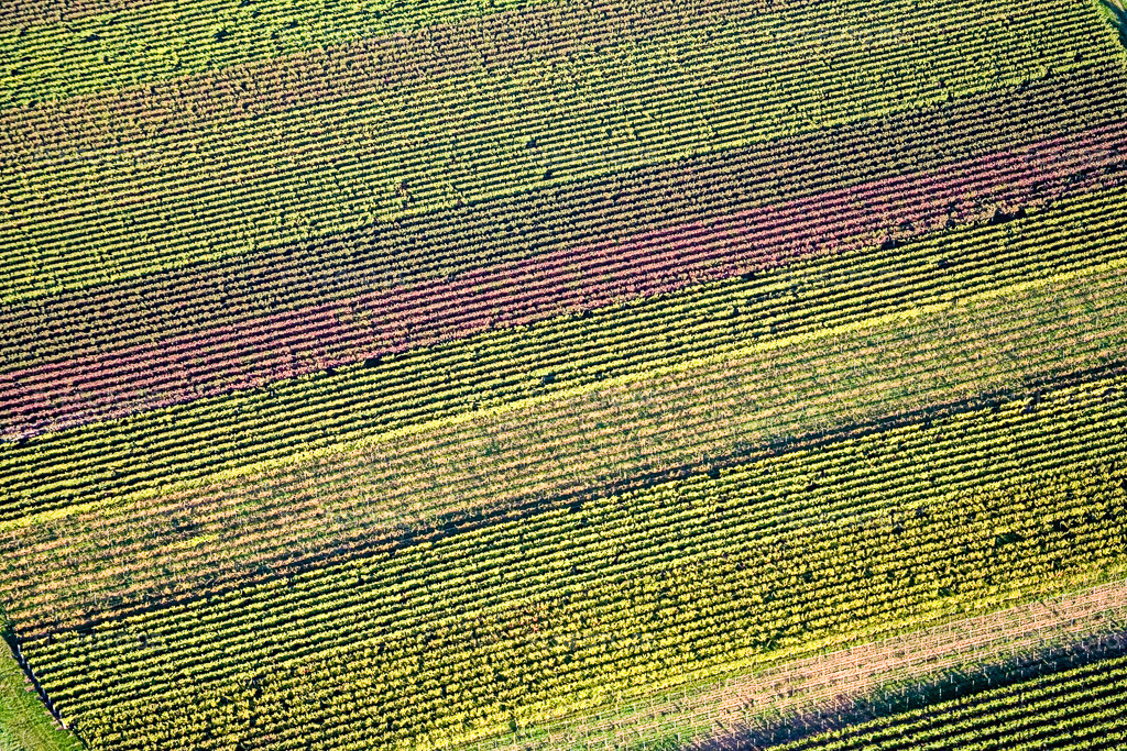 Luftbild: Herbstliches Reblaub in Göcklingen im Bundesland Rheinland-Pfalz in Deutschland. Foto: IMG_13699.jpg vom 28.09.2008 durch Werner Riehm/FLY-FOTO.de
