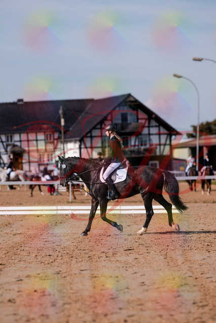 2026_10_03_Siefer-Hof_115442_Z81_94351577 | Professionelle Reitsport-, Turnier- und Eventfotografie von Robert Broda. Galerien mit ausgewählten und bearbeiteten Bildern direkt online ansehen und bestellen.