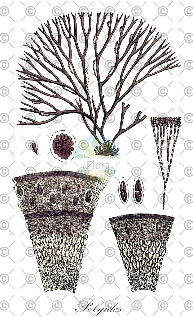 HistAbb_wfo-0000084650_1_ENZY_Simple | Historische Abbildung von Polyides - Polyidaceae (0) | Historical Illustration of Polyides - Polyidaceae (0)