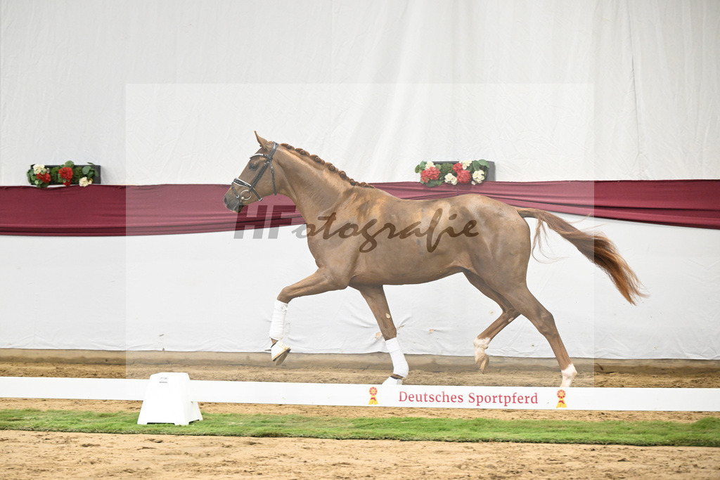 Kat-Nr. 25 Feliciano x Fuerst Romancier_Dr. Jutta Steidl_47250851 | hf-fotografie - Realisiert mit Pictrs.com