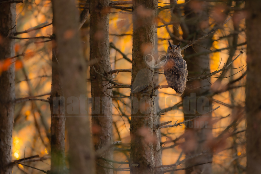 R5NF1135_20241201 | Ein Uhu (Bubo bubo) sitzt auf einem Ast in einem Nadelwald. Der Vogel ist in der Mitte des Bildes zu sehen, umgeben von Baumstämmen und Ästen, die teilweise unscharf im Vordergrund liegen. Im Hintergrund leuchtet ein warmer, orange-gelber Schein, der auf Herbstlaub oder die Abendsonne hindeutet. Der Uhu blickt direkt in die Kamera und seine orangefarbenen Augen sind deutlich zu erkennen. Es sind keine spezifischen Interaktionen erkennbar. - Realisiert mit Pictrs.com