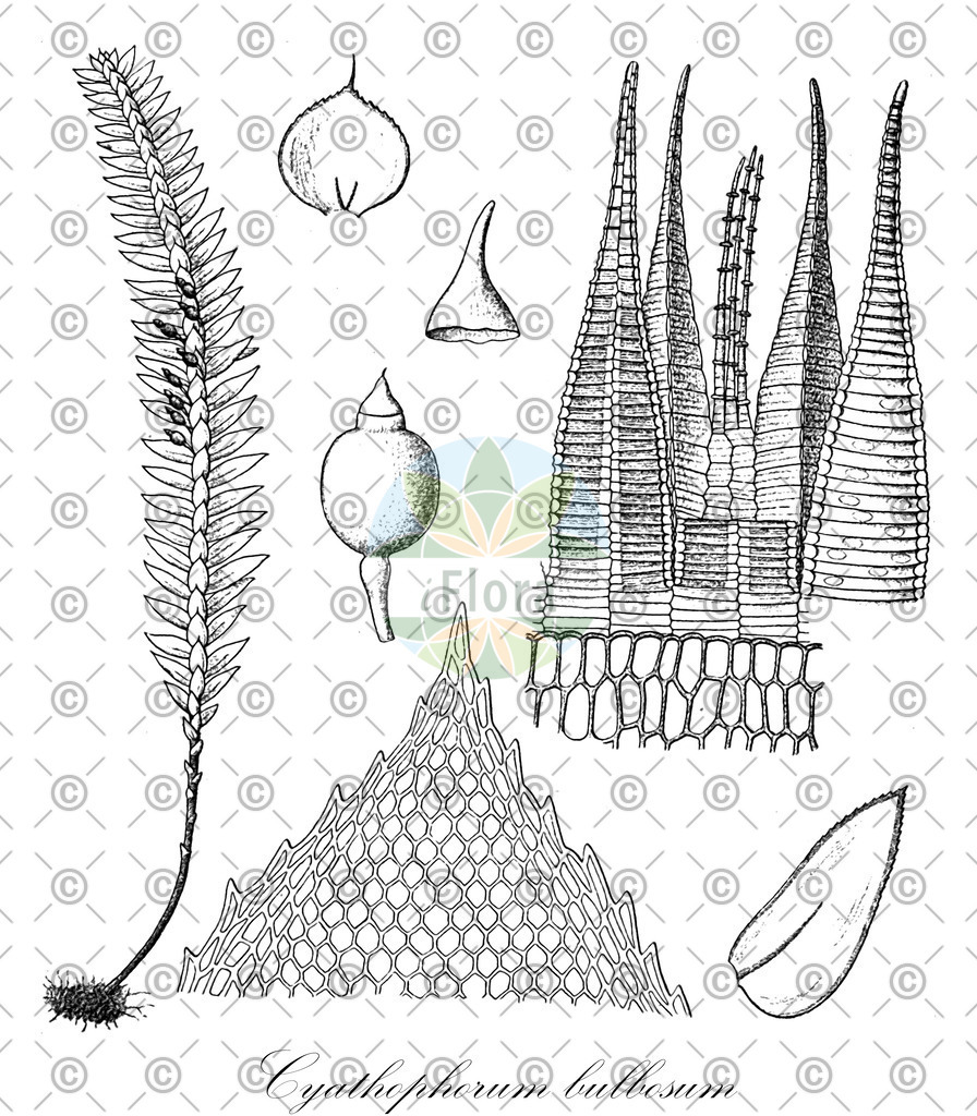 HistAbb_wfo-0000165694_1_ENZY_Simple | Historische Abbildung von Cyathophorum bulbosum - Hypopterygiaceae | Historical Illustration of Cyathophorum bulbosum - Hypopterygiaceae