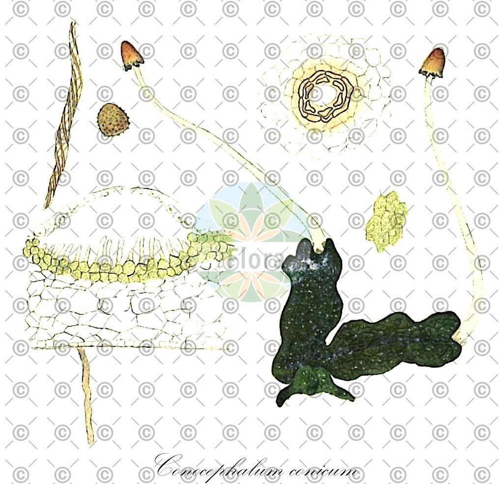 HistAbb_wfo-0001089219_1_ENZY_Simple | Historische Abbildung von Conocephalum conicum - Conocephalaceae | Historical Illustration of Conocephalum conicum - Conocephalaceae