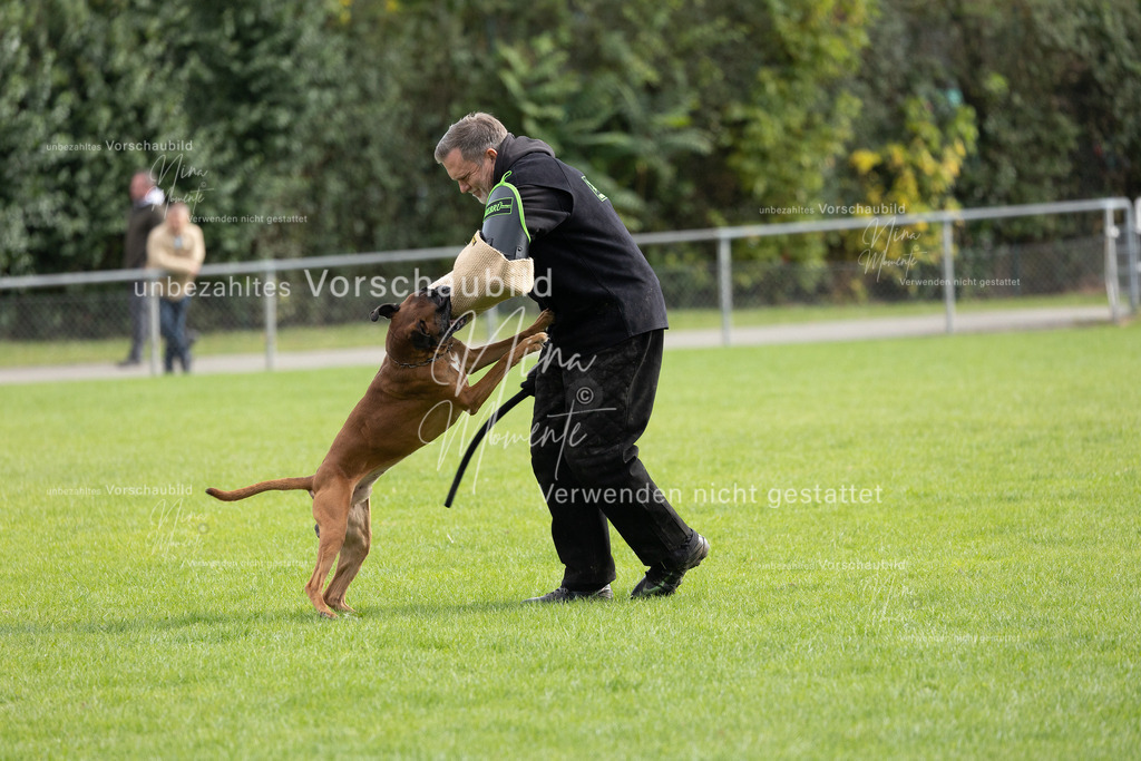 _16A7078 | Einzigartige Fotos von Hunden & Menschen –Actionfotos, Portraits, Vereinsaufnahmen & Paarshootings – authentisch, lebendig & mit Herz.
