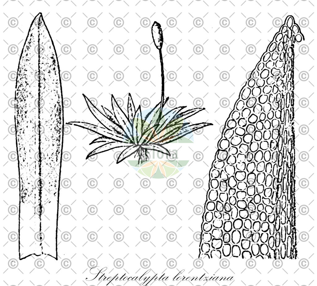 HistAbb_wfo-0000903200_1_ENZY_Simple | Historische Abbildung von Streptocalypta lorentziana - Pottiaceae | Historical Illustration of Streptocalypta lorentziana - Pottiaceae