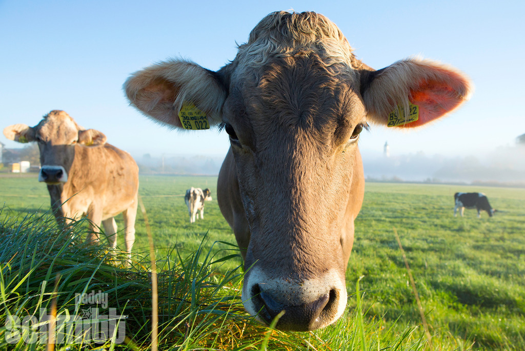 PS-Tiere-2026-42 | Entdecke die größte Bildgalerie der Region mit Fotografien aus dem Allgäu, der Bodenseeregion, Oberschwaben, dem Donautal und der Schwäbischen Alb. Landschaften, Luftaufnahmen und Reisefotografie als Wandbild und Fotokunst. - Realisiert mit Pictrs.com