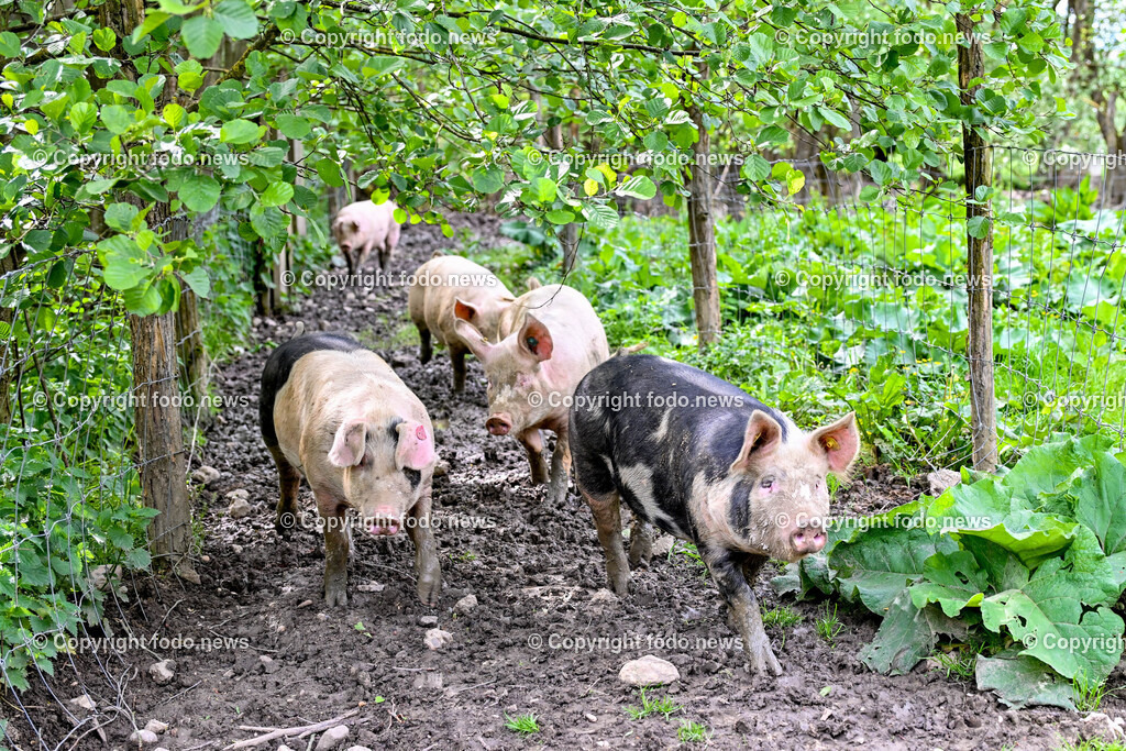 Bauernhof_ Landwirtschaft_ 08.05.2024-16 | 08.05.2024, Thening, AUT, Landwirtschaft, Bauernhof, im Bild Schweine, Schwein, Tiere, Nutztiere, Freilandhaltung
