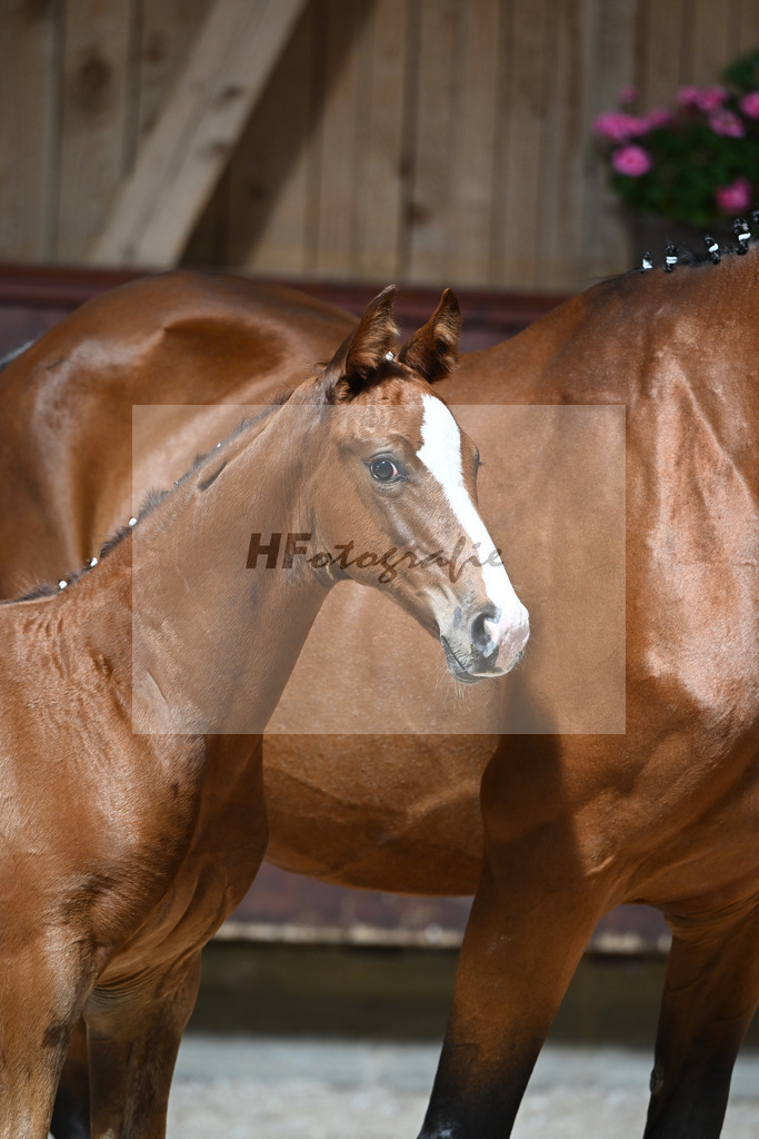 Kat-Nr. 27 HF Von Und Zu x Amazing Spirit_Sepp_32240331 | hf-fotografie - Realizzato con Pictrs.com