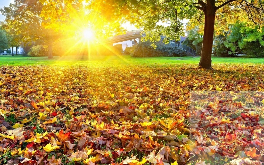 Autumn forest park floor covering golden leaves | Autumn leaves covering park grass with warm sunlight shining through trees - Realized with Pictrs.com
