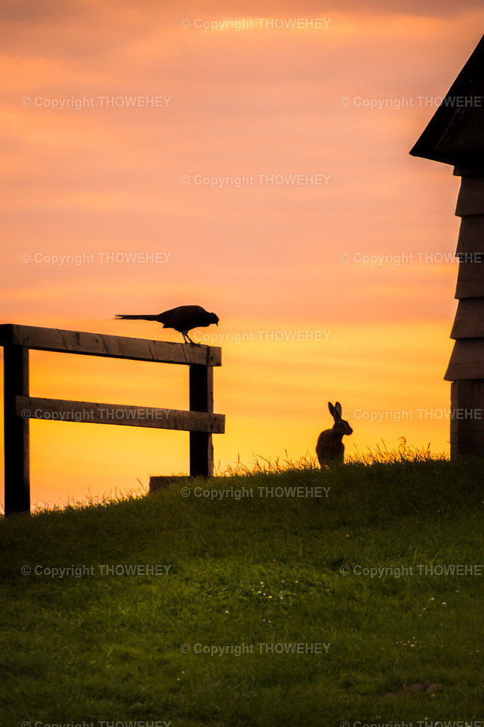 _2930607 | thowehey - Realisiert mit Pictrs.com