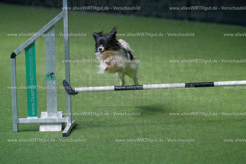 @allesWIRTHgut_Tierfotografie - www.allesWIRTHgut.de - 2604251402-7R504604 | Professionelle Tierfotografie in Mönchengladbach von Daniel Wirth (allesWIRTHgut). Liebevolle & natürliche Bilder von Hunden & Katzen für unvergessliche Erinnerungen.