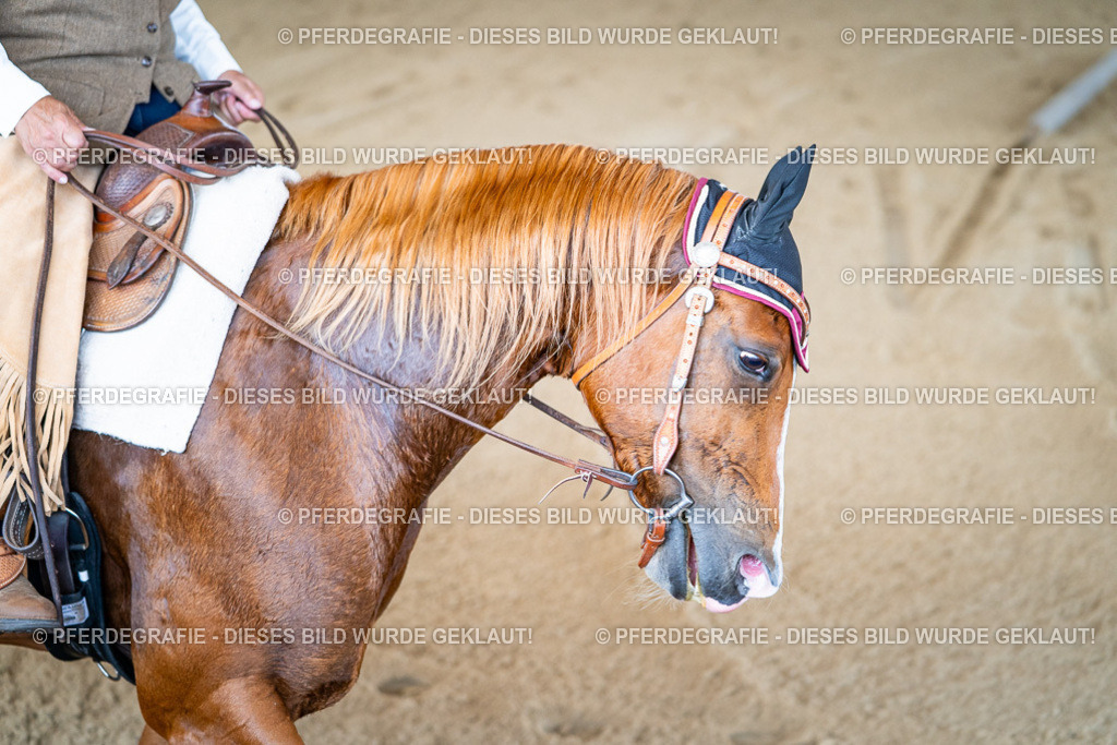 DSC01670 | Pferdegrafie