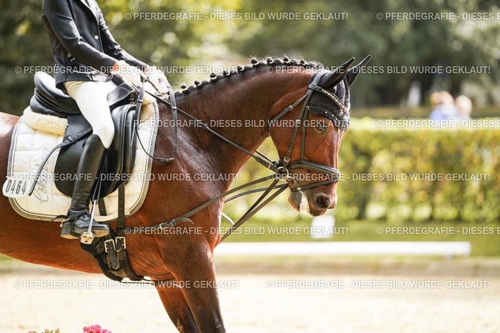 DSC01311 | Pferdegrafie