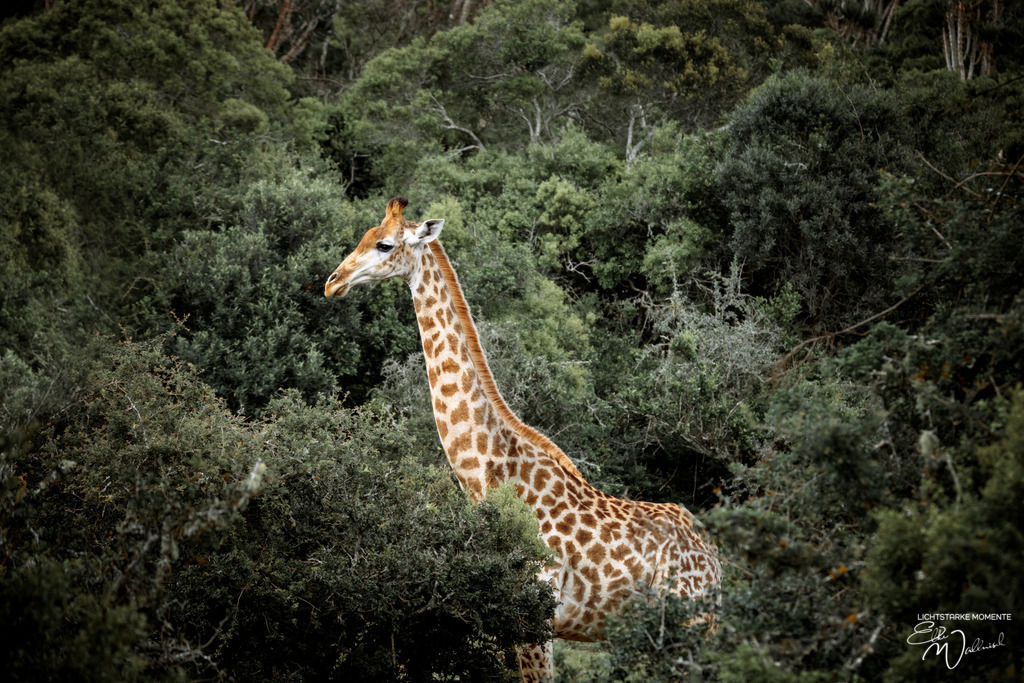 20231011-063113 SOUTHAFRIKA_-1 | Herzlich willkommen auf meiner Seite! Ich bin Elke Wallnisch, Deine Fotografin für lichtstarke Momente. Der Name steht für alles, was mich mit der Fotografie verbindet: Das Licht und seine machtvolle Wirkung auf eine Situation oder unsere Stimmung - Realisiert mit Pictrs.com