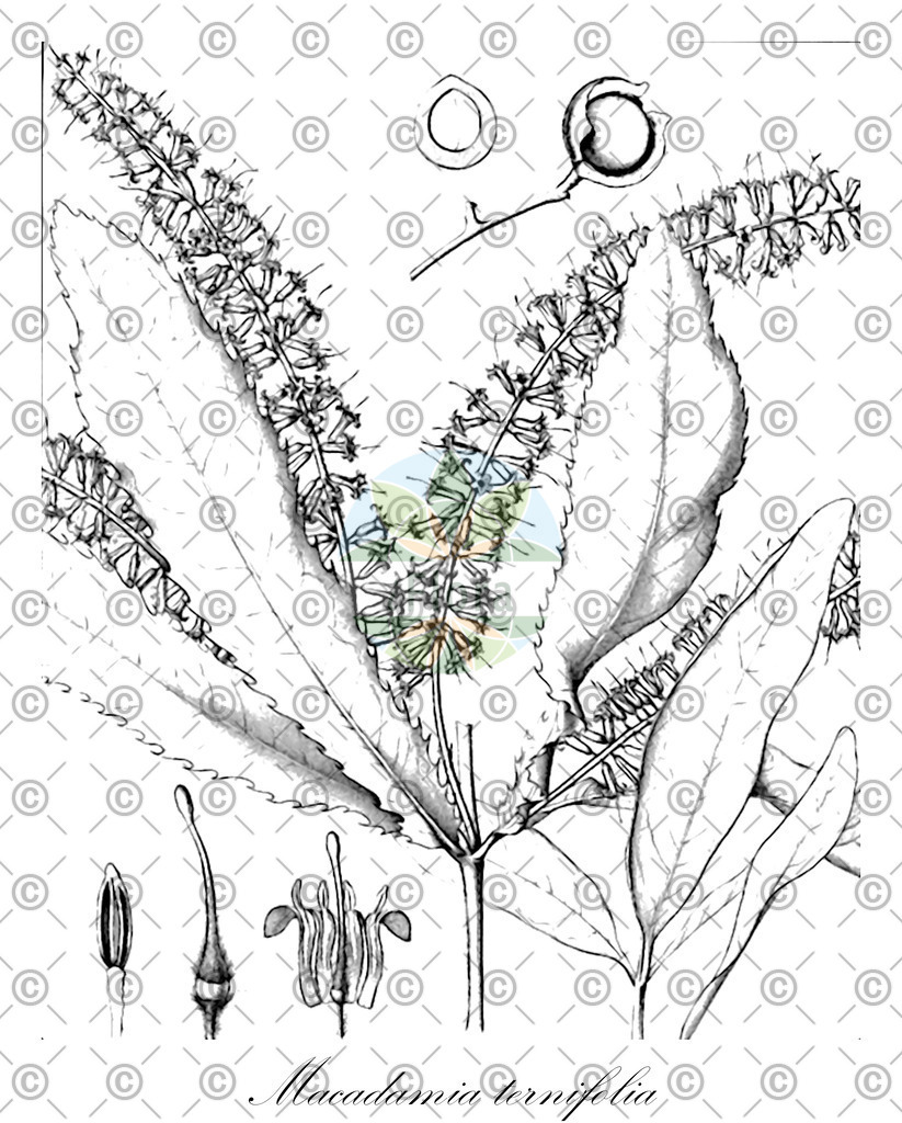 HistAbb_wfo-0001079442_1_ENZY_Simple | Historische Abbildung von Macadamia ternifolia - Proteaceae | Historical Illustration of Macadamia ternifolia - Proteaceae