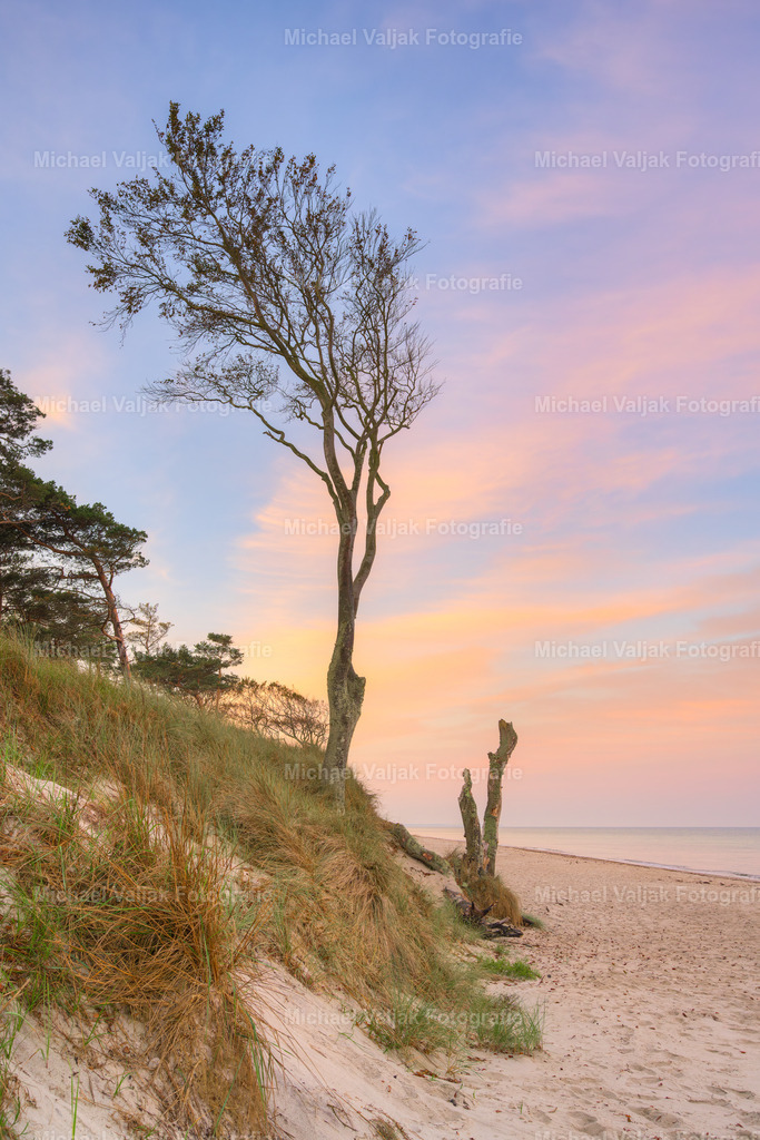 Baum am Darßer Weststrand | Der Darßer Weststrand ist bekannt für seine malerischen Baumformationen, die durch die ständige Veränderung der Küstenlinie entstehen. Die Bäume trotzen dem Wind und dem Sand und bilden teils skurrile und beeindruckende Gestalten. Ein Spaziergang am Weststrand ist ein Erlebnis für alle Sinne, denn man kann die frische Meeresluft riechen, das Rauschen der Wellen hören und die Schönheit der Natur bewundern. - Realisiert mit Pictrs.com