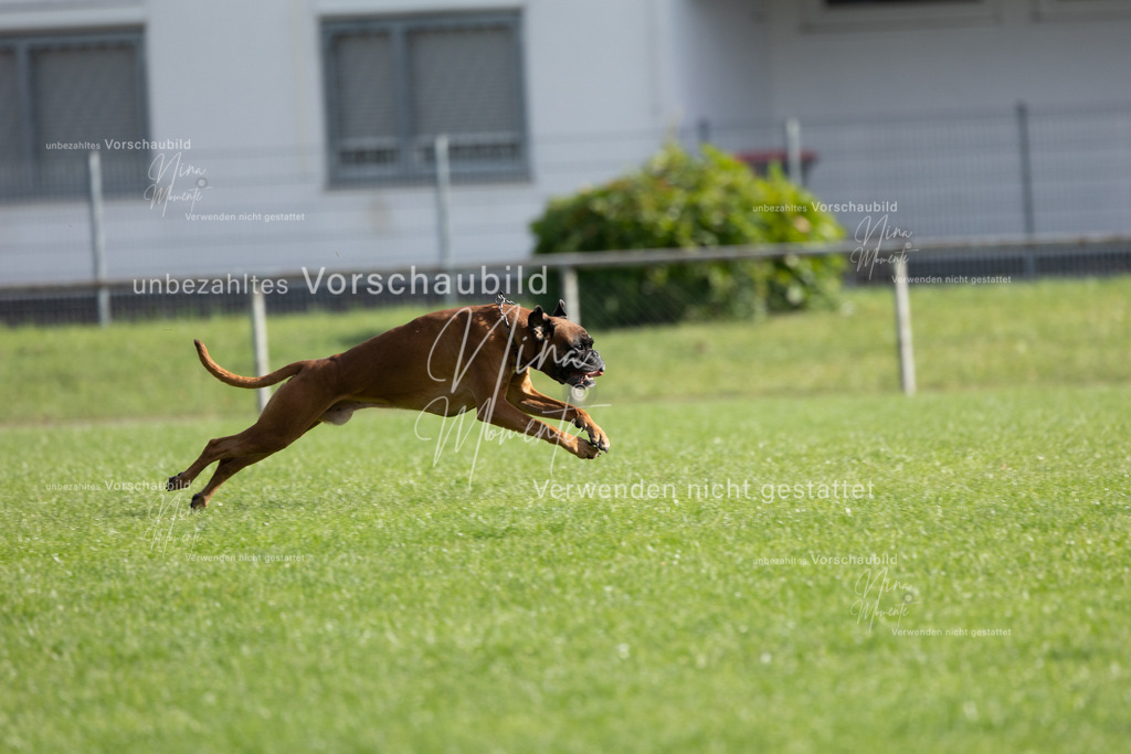 _16A6593 | Einzigartige Fotos von Hunden & Menschen –Actionfotos, Portraits, Vereinsaufnahmen & Paarshootings – authentisch, lebendig & mit Herz.