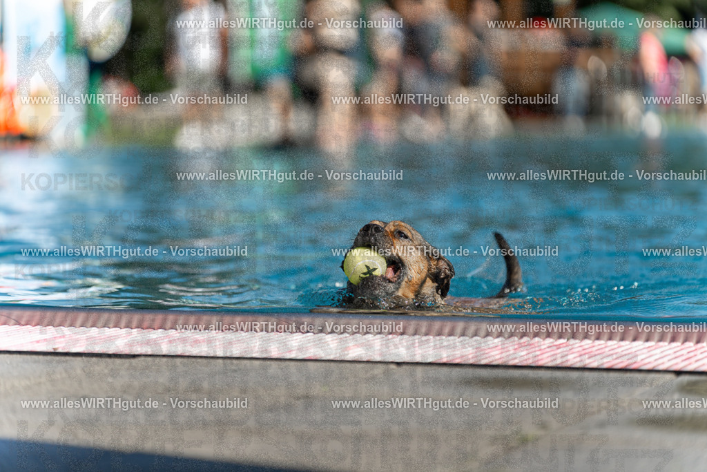 Hundeschwimmen_Volksbad_2026-allesWIRTHgut_Tierfotografie-2609061124-103428-7R509633 | Professionelle Tierfotografie in Mönchengladbach von Daniel Wirth (allesWIRTHgut). Liebevolle & natürliche Bilder von Hunden & Katzen für unvergessliche Erinnerungen.