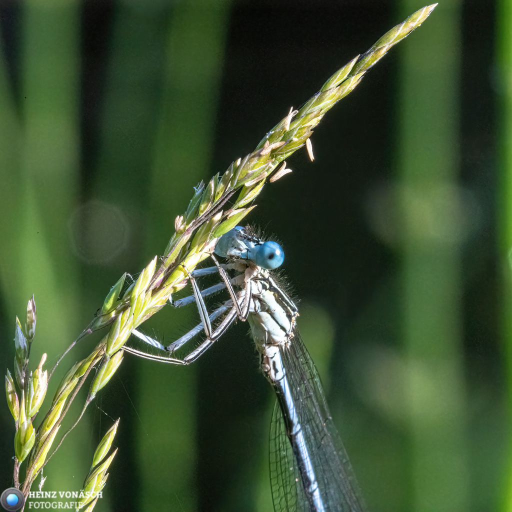 Tiere_0016 | Alle Bilder von Heinz Vonäsch Fotografie können alle zu günstigen Preisen gekauft werden! Download der Bilder, Ausdrucke, Postkarten, Tassen T-Shirts, Kalender, Alu- Dibond usw. - Realisiert mit Pictrs.com