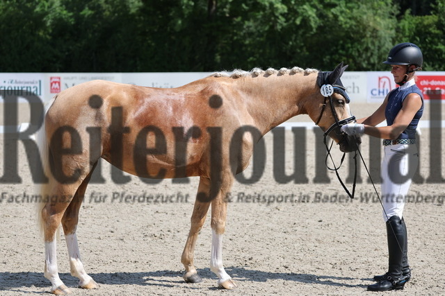 Weilheim_2025_Prfg.Nr.26_Pony-Reitpferdeprüfung_Yvonne Lommel_Niemandsland B (10) | Alle Fotos der Reiterjournal Fotografin Doris Matthaes im Reiterjournal Online-Fotoshop. - Realisiert mit Pictrs.com