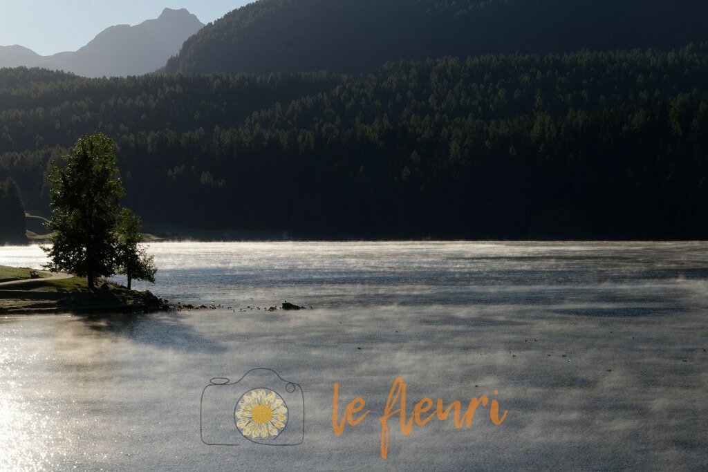 DSC_0250-NEF_DxO_PRIME | Dies ist der Shop von Florian Blum - le fleuri. Langenthal, Bern, Schweiz. Sie können hier meine oder ihre eigenen Fotos als Fotoprodukte kaufen. Tassen, Schlüsselanhänger, Taschen etc. können Sie hier gestalten.  - Realisiert mit Pictrs.com