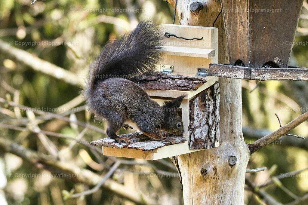 IMG_0642-LU | fotografie-graf - Realisiert mit Pictrs.com