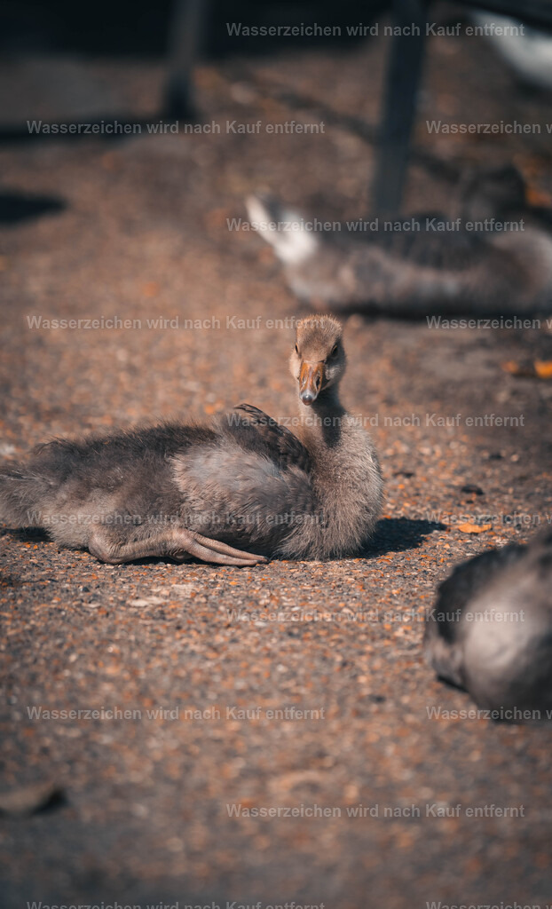 phone-65 | FramedWorld - Realisiert mit Pictrs.com