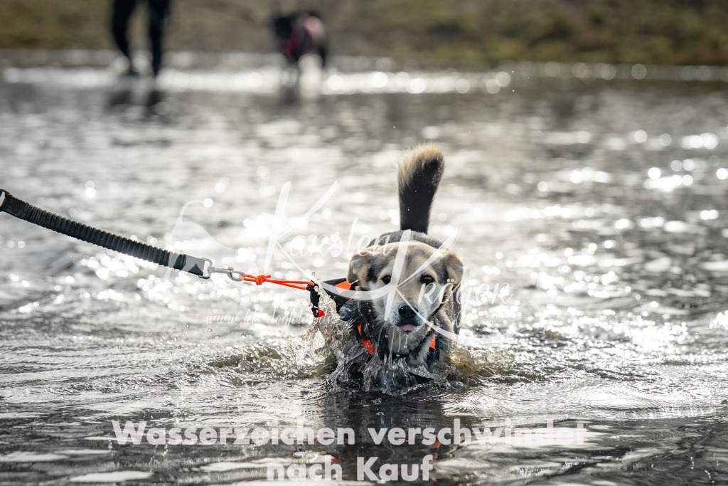 0955_ZZ94708 | kk-dogfotos