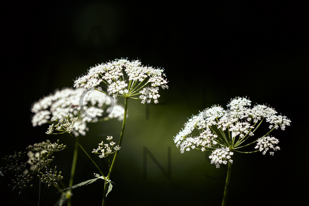 Ein Hans Fineart Original | Entdecke die Kunst von Hans Fineart - Fotografien für dein Zuhause. Verwandle deine Wände mit einzigartigen Kunstwerken und bringe die Schönheit der Welt in dein Leben. Bestelle jetzt und schaffe einen Ort der Inspiration und Eleganz.