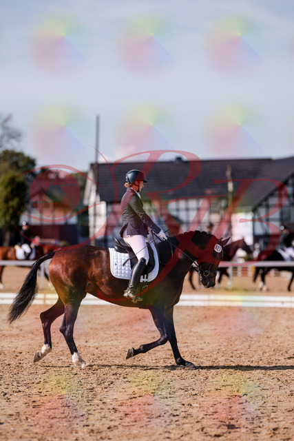 2026_10_03_Siefer-Hof_125507_Z81_43776518 | Professionelle Reitsport-, Turnier- und Eventfotografie von Robert Broda. Galerien mit ausgewählten und bearbeiteten Bildern direkt online ansehen und bestellen.