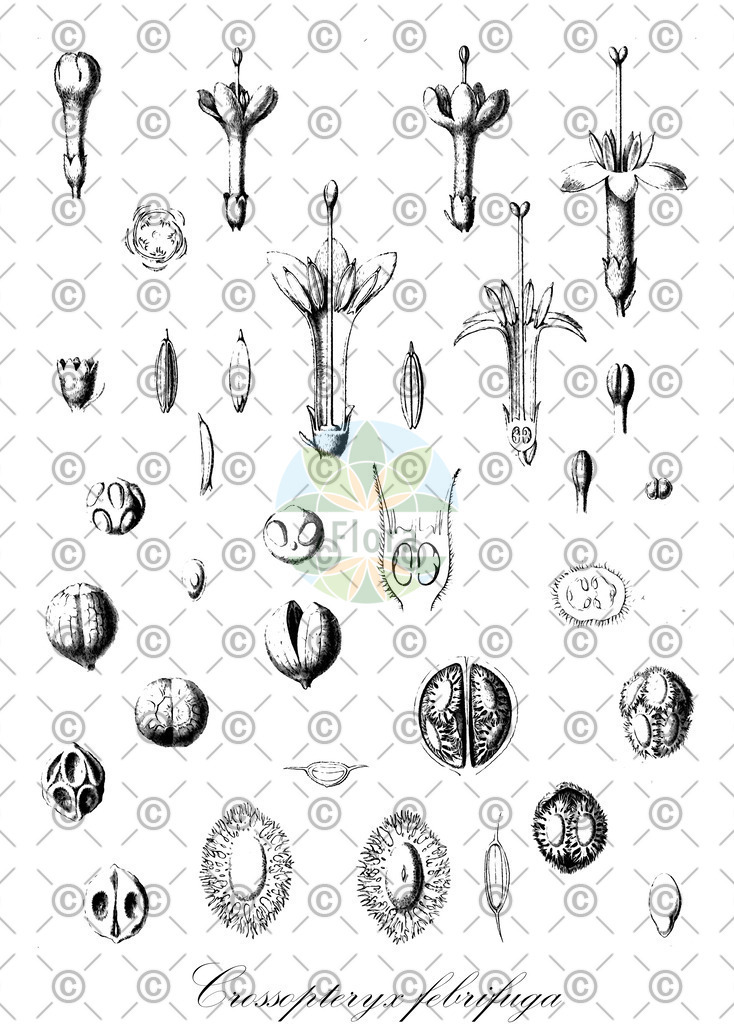HistAbb_wfo-0000626485_1_ENZY_Simple | Historische Abbildung von Crossopteryx febrifuga - Rubiaceae | Historical Illustration of Crossopteryx febrifuga - Rubiaceae