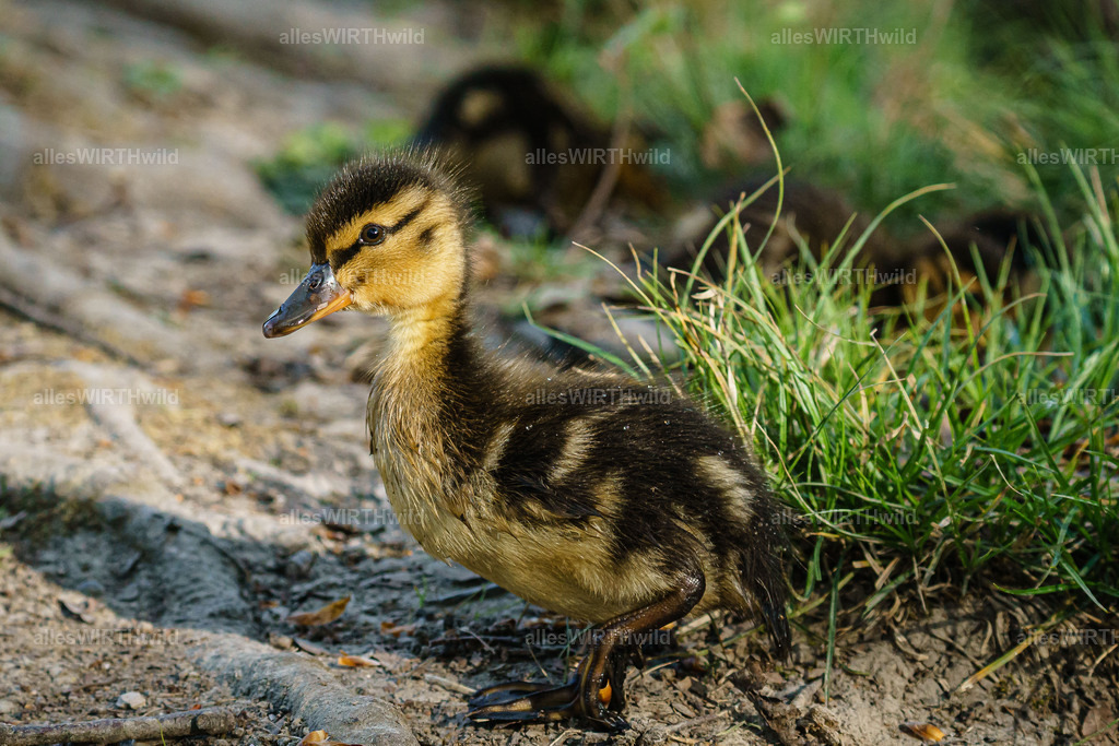 Daniel Wirth - www.allesWIRTHwild.de -DSC07549 | Entdecke die faszinierende Welt der Natur- und Wildlife-Fotografie von Daniel und Bärbel. Inspirierende Bilder von wilden Tieren und kleinen Naturwundern.