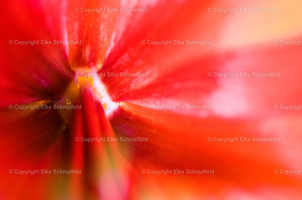 Bluetenreise-Rot-04 | Elke Schmalfeld - Realisiert mit Pictrs.com