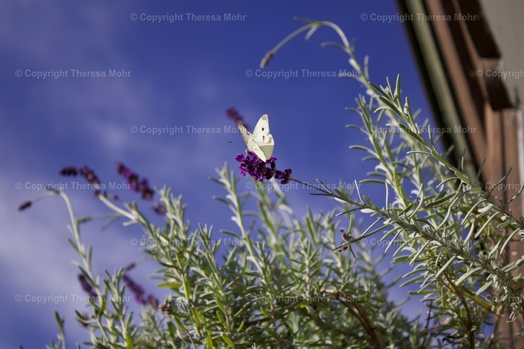 IMG_5912 | Naturpuls - Realisiert mit Pictrs.com