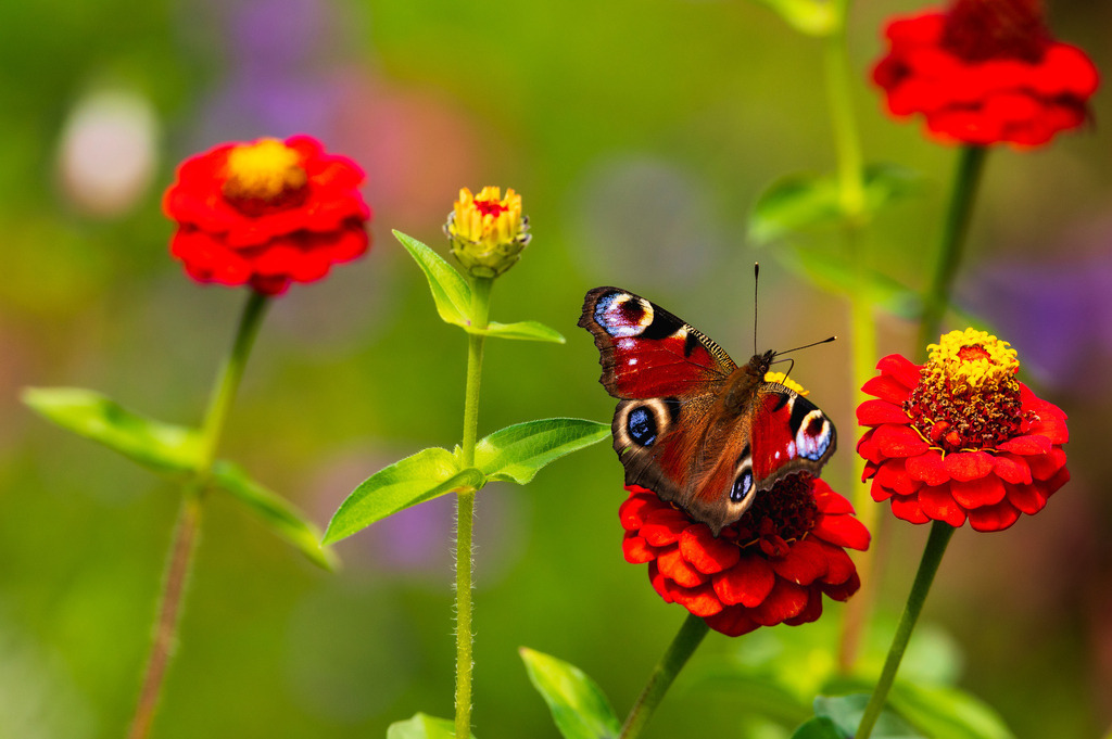 2024_09_15_HH-PLANTEN UN BLOMEN_MCP2178 | Hochwertig gedruckte Fotografien für die Wand, als Kalender und zum Verschenken. Hamburg & Norddeutschland und überall wo ich mit der Kamera unterwegs war.