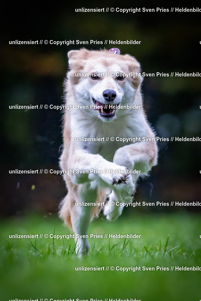 Sven Pries | 2024-10-19 - Hunderennen Ober-Grombach - Realisiert mit Pictrs.com