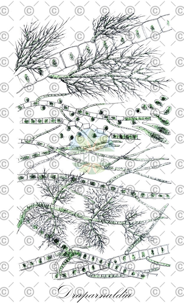 HistAbb_wfo-4000012538_1_ENZY_Simple | Historische Abbildung von Draparnaldia - Chaetophoraceae (0) | Historical Illustration of Draparnaldia - Chaetophoraceae (0)