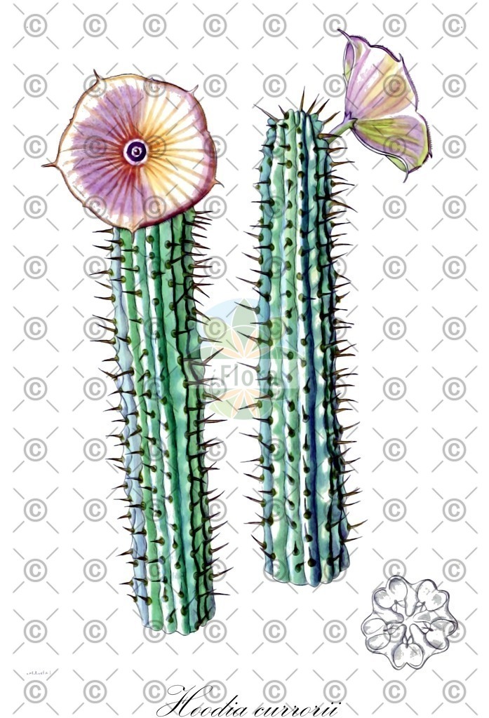 HistAbb_wfo-0001183770_1_ENZY_Simple | Historische Abbildung von Hoodia currorii - Apocynaceae | Historical Illustration of Hoodia currorii - Apocynaceae