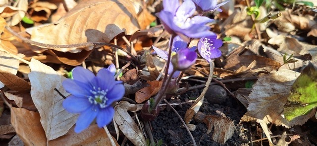 Leberblümchen (4) | Verkauf von Fotos und  Videoclips zumThema Natur.Motive sind Pflanzen, Tiere, Landschaftenund Wetter - Realisiert mit Pictrs.com