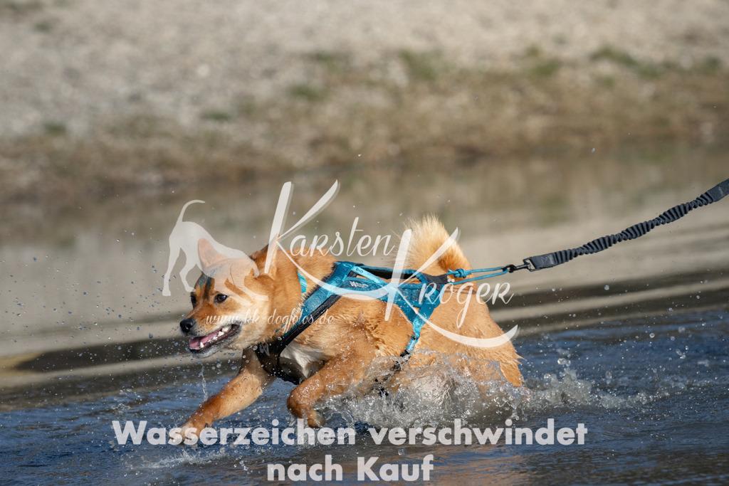 1503_ZZ91403 | kk-dogfotos