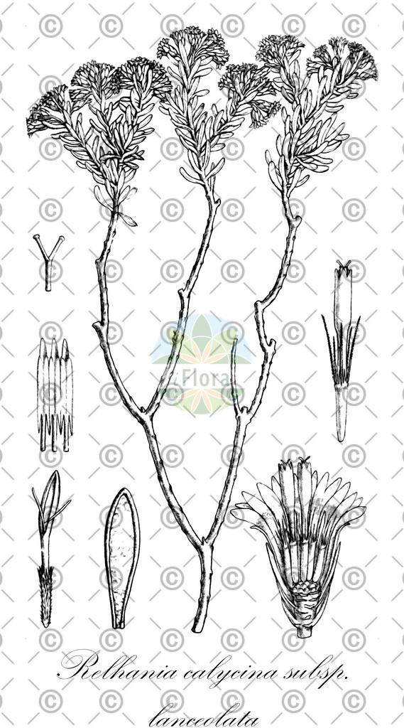 HistAbb_wfo-0000295446_1_ENZY_Simple | Historische Abbildung von Relhania calycina subsp. lanceolata - Asteraceae | Historical Illustration of Relhania calycina subsp. lanceolata - Asteraceae