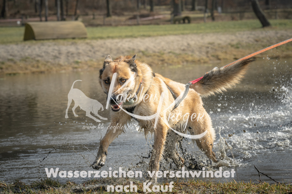 1033_ZZ98279 | kk-dogfotos