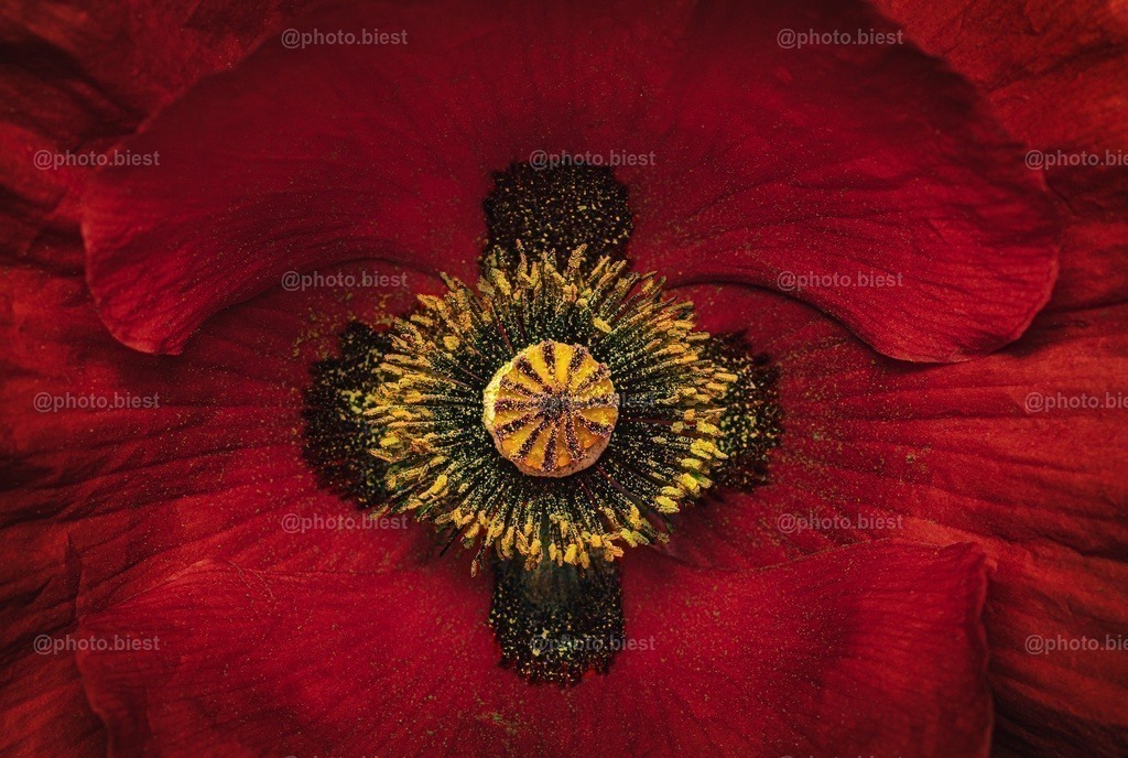 Der leuchtende Mohn | Eine zauberhafte von-oben-Aufnahme einer Mohnblüte. - Realisiert mit Pictrs.com