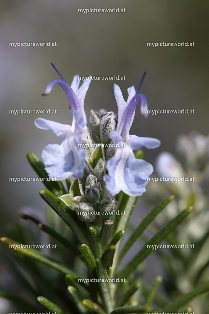 Echter Rosmarin-005 | Das Bilderarchiv über Tiere, Planzen und Landschaften. In der Bilddatenbank finden Sie ein große Auswahl an hochwertigen Bilder für Ihre Werbung - Realized with Pictrs.com