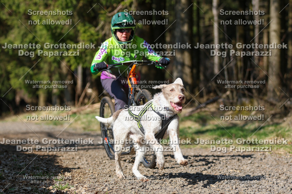Dog Paparazzi - VCC26-134 | Dog Paparazzi Jeanette Grottendiek Fotografie & Videografie - Realisiert mit Pictrs.com