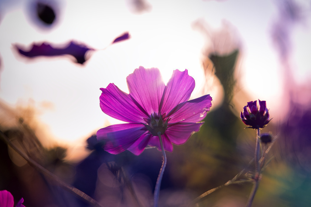 Schmuckkörbchen II | die schönsten Bilder aus Wald und Wiese, sowie Streifzüge durch den Garten mit der gesamten Blumen & Insektenwelt.   - Realisiert mit Pictrs.com