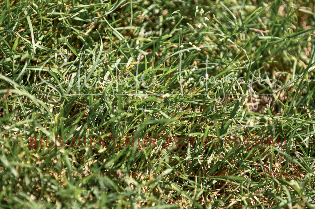 Schugtsche-Düren.2024.03-Springpferde.L-42 | Schugtsche Fotografie - Realisiert mit Pictrs.com