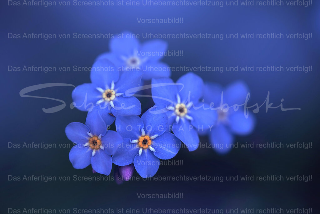 Vergissmeinnicht | People- und Tierfotografie, Imageaufnahmen, Veranstaltungsfotografie und Wandbilder aus der Natur ★ Made in Germany ✔️ Druck + Downloads ✔️ Naturfotografie in Top Qualität ★ schneller Versand, weltweite Lieferung! - Realisiert mit Pictrs.com