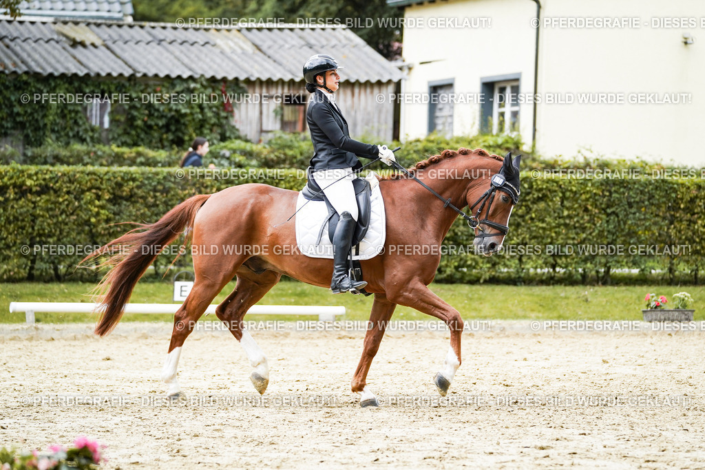 DSC08029 | Pferdegrafie